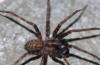 Tegenaria ramblae